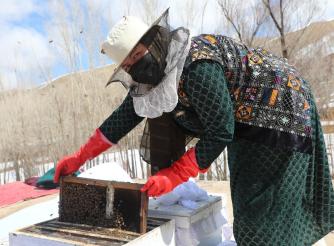 A success story from FAO project in Bamiyan 